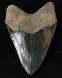 Glossy, Black, Serrated Megalodon Tooth #16195-2